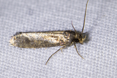 Acrolophinae