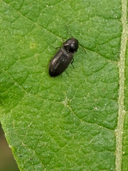 Paracardiophorus