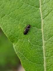 Paracardiophorus