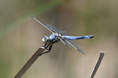 Libellula composita