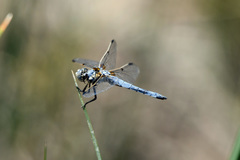 Libellula composita