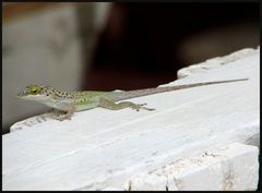 Anolis leachii