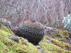 Mammillaria gigantea