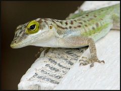 Anolis leachii