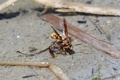 Pterocheilus