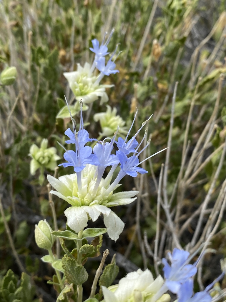 Mojave sage (Valle de Oro NWR Visitor Center - Backyard Refuge Adoption ...