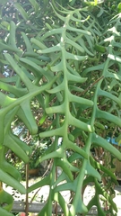 Selenicereus anthonyanus