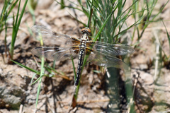 Libellula composita