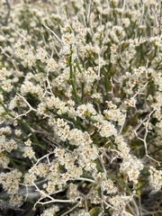 Eriogonum heermannii clokeyi