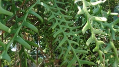 Selenicereus anthonyanus