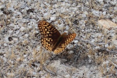 Speyeria callippe comstocki