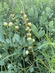 Baptisia sphaerocarpa