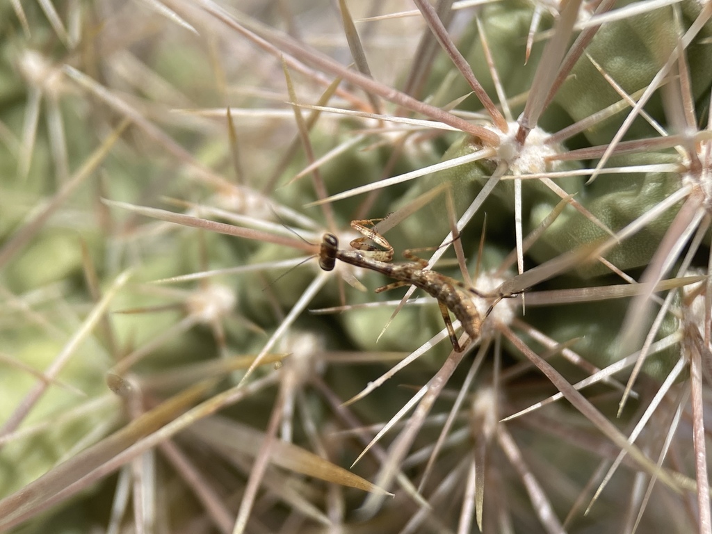 California Mantis
