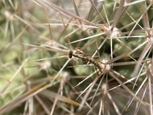 California Mantis