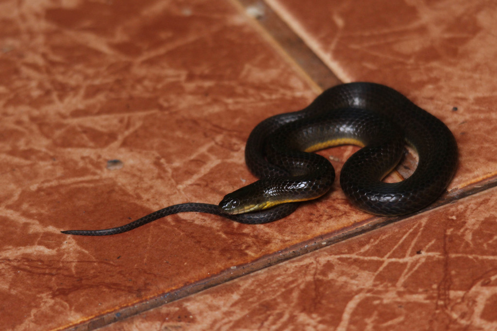 Brazilian Keelback