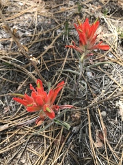 Castilleja integra
