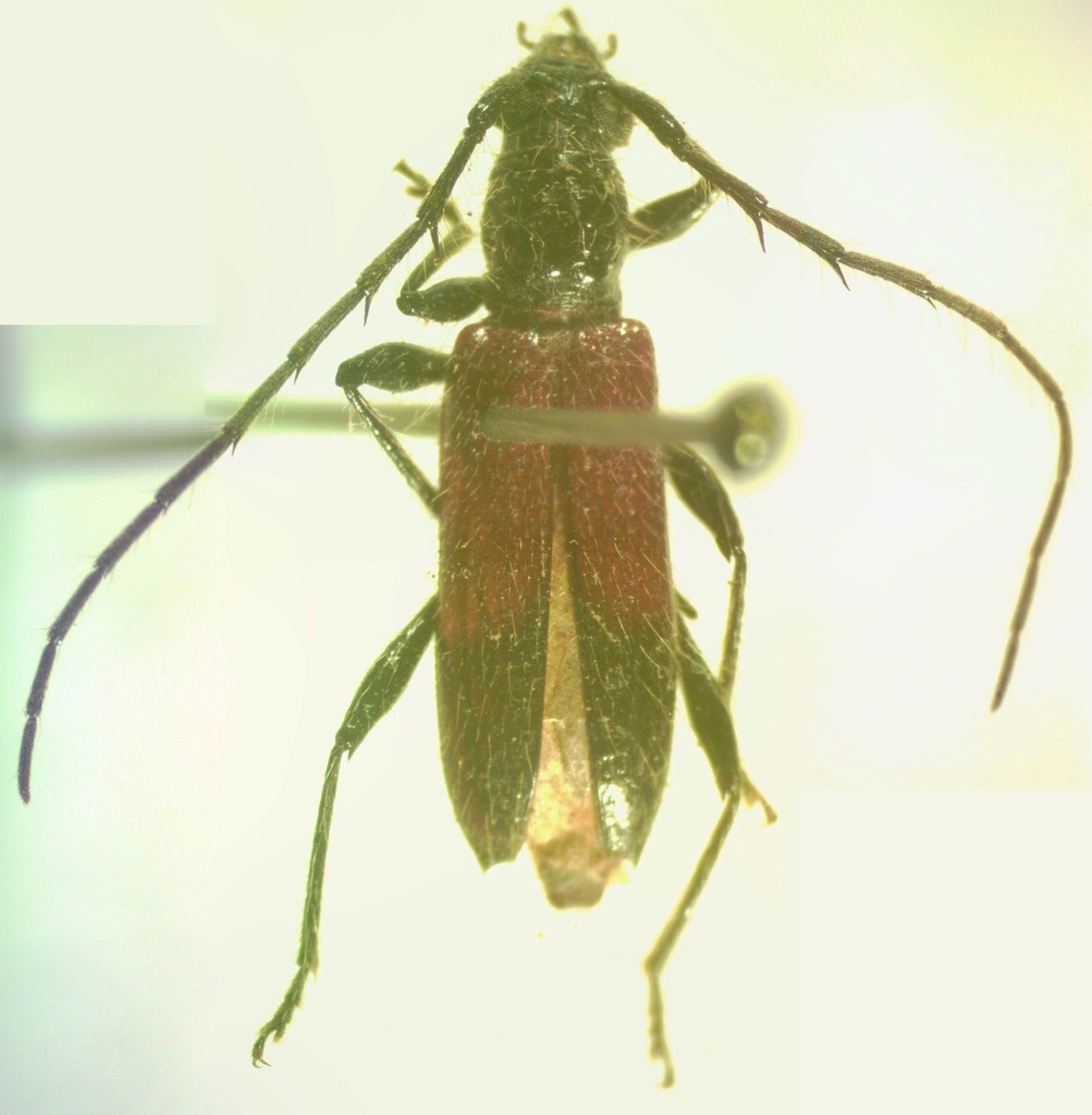 Stizocera rugicollis
