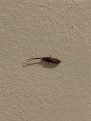 Tenomerga cinerea