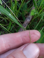 Dichanthelium curtifolium