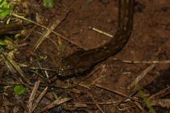 Mesotes strigatus