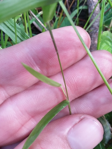 Image of Dichanthelium curtifolium by (c) Will McFarland, some rights reserved (CC BY)