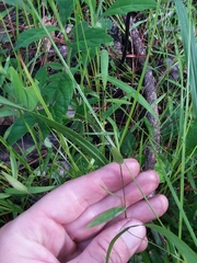 Dichanthelium curtifolium