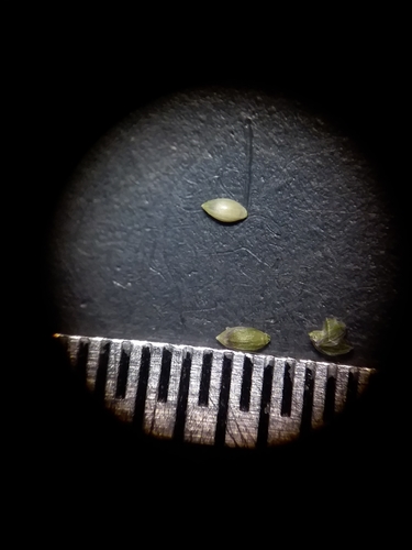 Image of Dichanthelium curtifolium by (c) Will McFarland, some rights reserved (CC BY)