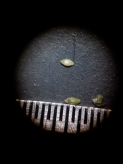 Dichanthelium curtifolium