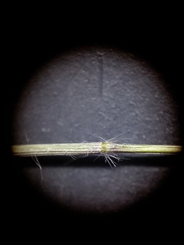 Image of Dichanthelium curtifolium by (c) Will McFarland, some rights reserved (CC BY)