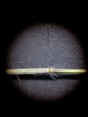 Dichanthelium curtifolium