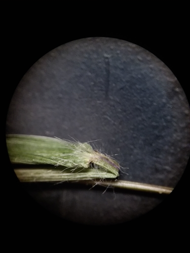 Image of Dichanthelium curtifolium by (c) Will McFarland, some rights reserved (CC BY)
