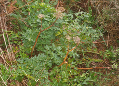 Anisotome lyallii