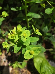 Euphorbia jenisseiensis