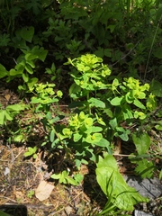 Euphorbia jenisseiensis