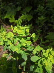 Euphorbia jenisseiensis