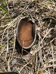 Helvella acetabulum