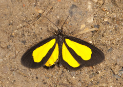 Atyria lemonia