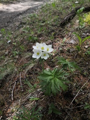 Anemonastrum crinitum