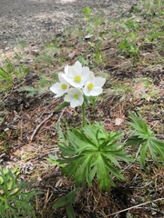 Anemonastrum crinitum
