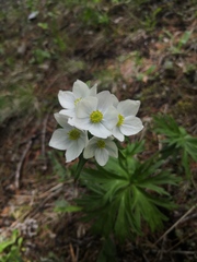 Anemonastrum crinitum