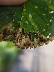Orchestes steppensis
