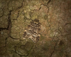 Scaphidriotis xylogramma