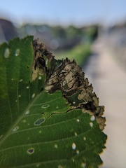 Orchestes steppensis