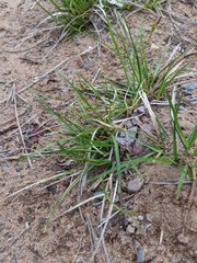 Carex tonsa rugosperma