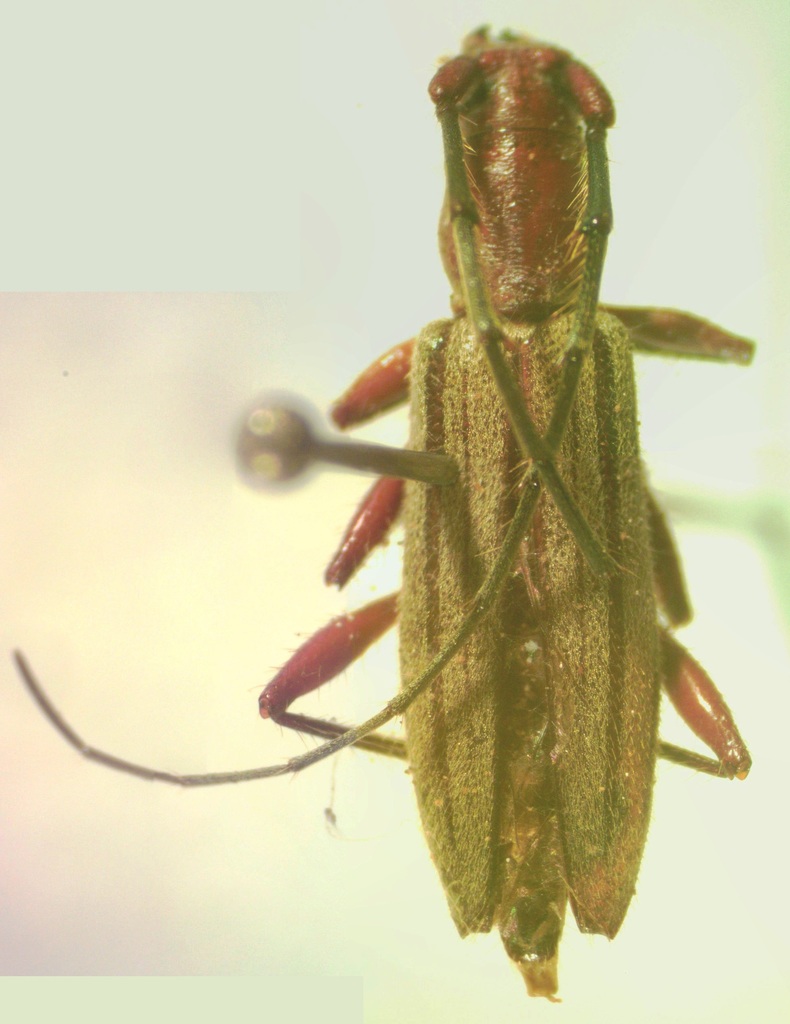 Ironeus pulcher