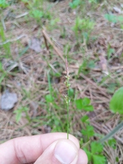 Carex lucorum
