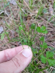 Carex lucorum