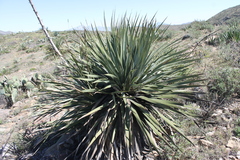 Dasylirion cedrosanum