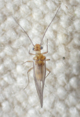 Cuneopalpus cyanops