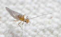 Cuneopalpus cyanops